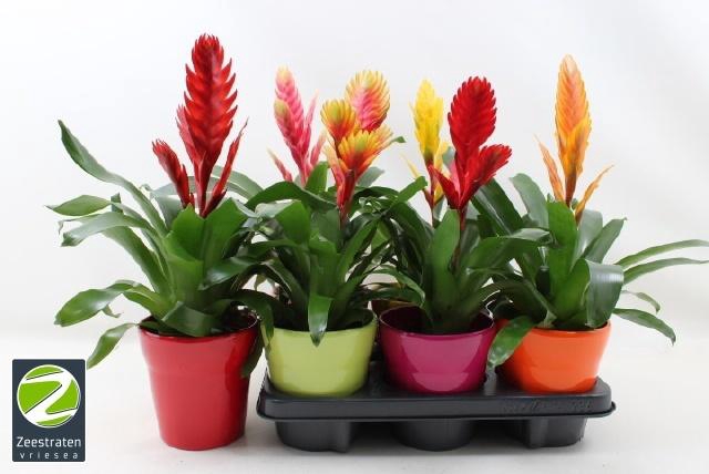 <h4>VRIES GEM 6 SRT</h4>