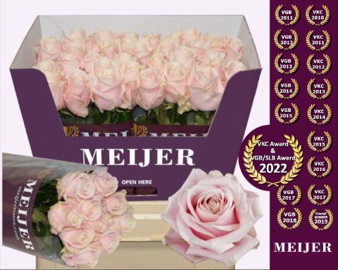 <h4>Rozen Rosa Sweet Avalanche</h4>