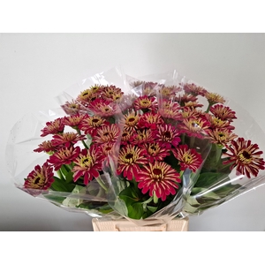 ZINNIA ELEGANS