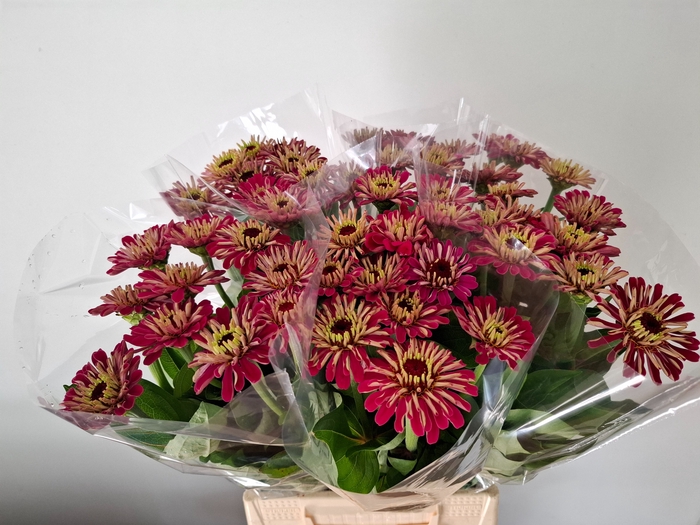 <h4>ZINNIA ELEGANS</h4>