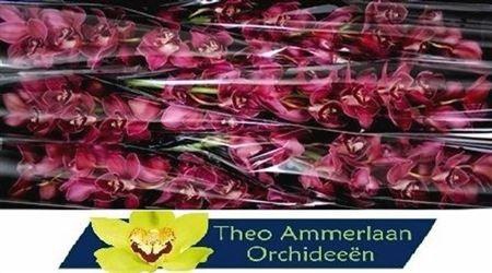 <h4>Cymb T Ferr-ari</h4>