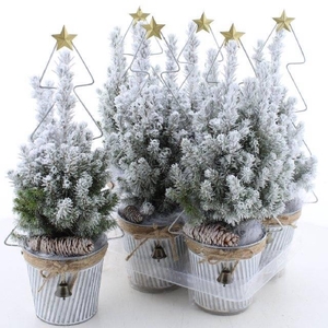 PICEA GL PERFECTA