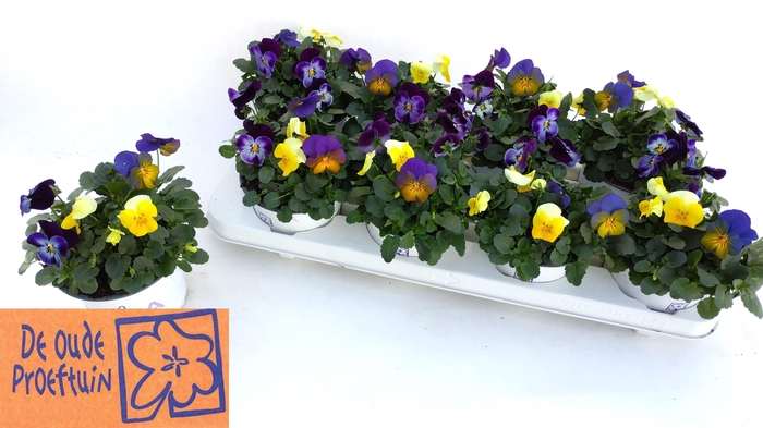 <h4>VIO TRICOLOR</h4>