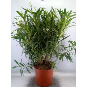 Nerium oleander   ...