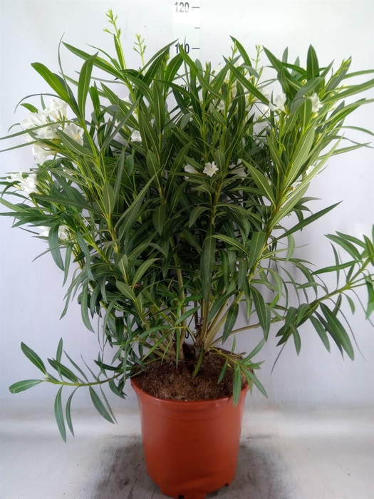 <h4>Nerium oleander   ...</h4>