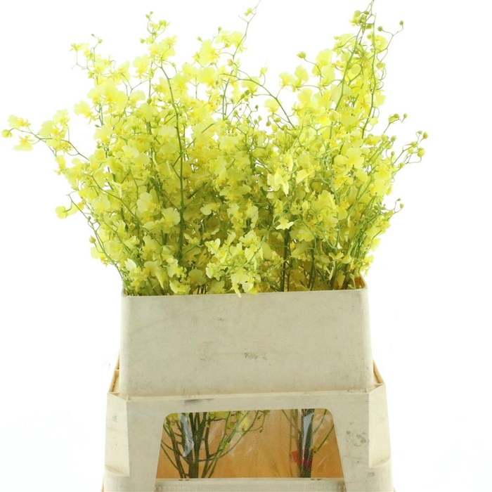 <h4>Oncidium Elena</h4>