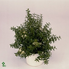 <h4>Myrtus Communis Stem - 1091</h4>