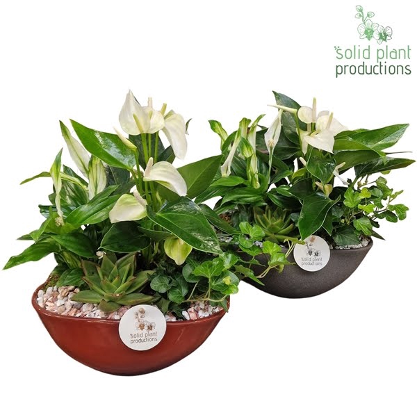 <h4>SA005 Eyleen Anthurium Special</h4>