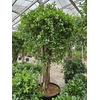 Ficus