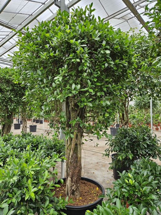 Ficus