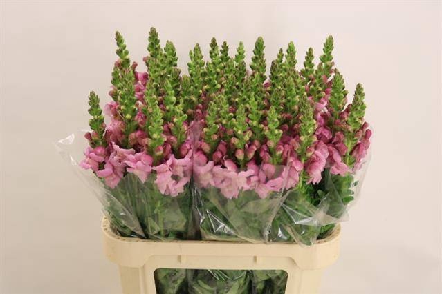 <h4>ANTIR MARY LAVENDER</h4>