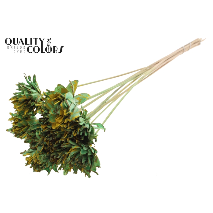 <h4>Shola Slice Pine 6cm on stem Splashed Mint/Yellow</h4>