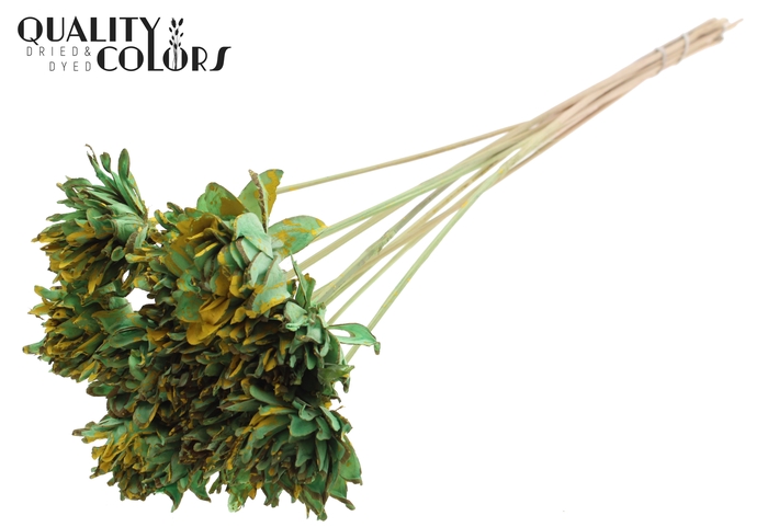 Shola Slice Pine 6cm on stem Splashed Mint/Yellow