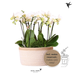 Kolibri Orchids Phalaenopsis Jungle Bouquet white 6 spike in Basket white with watering system