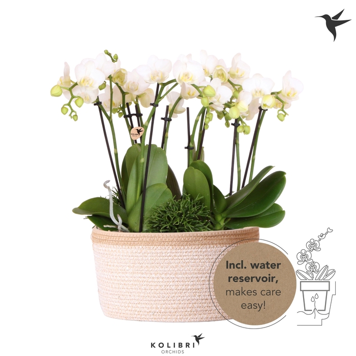 <h4>Kolibri Orchids Phalaenopsis Jungle Bouquet white 6 spike in Basket white with watering system</h4>