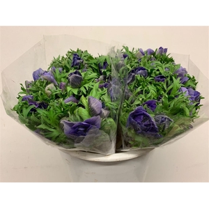 Anem Mistral Blue Extra