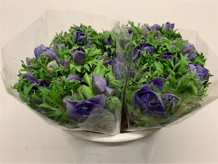 <h4>Anem Mistral Blue Extra</h4>