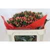 Hypericum Rainbow Romance Spray