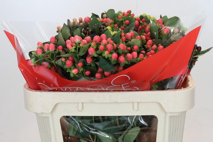 Hypericum Rainbow Romance Spray