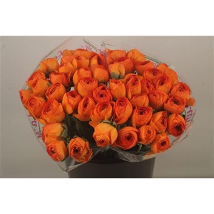 Ran.. Su Lambada Extra