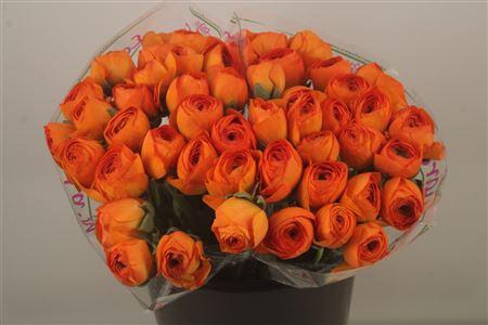 <h4>Ran.. Su Lambada Extra</h4>