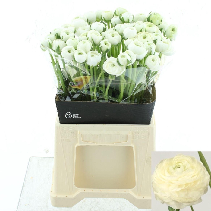 <h4>RAN EL WHITE</h4>