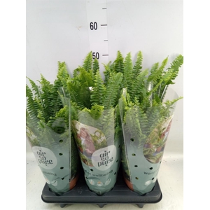 Nephrolepis exal. 'Green Lady'