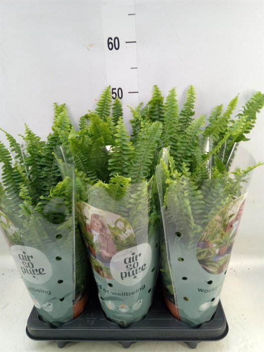 Nephrolepis exal. 'Green Lady'