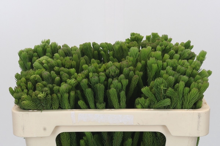 <h4>BRUN ALBIFLORA</h4>