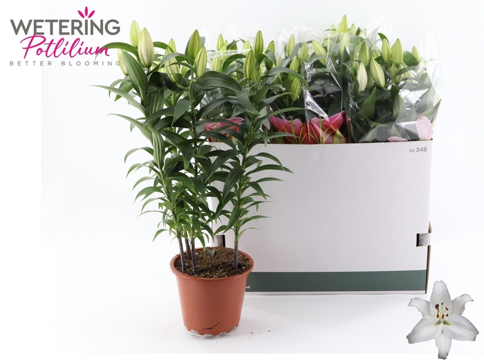 <h4>LIL OR SUN BAHAMAS</h4>