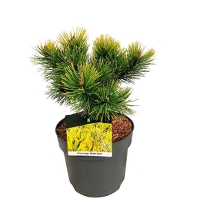 Pinus mugo 'Winter Gold'