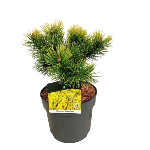 <h4>Pinus mugo 'Winter Gold'</h4>