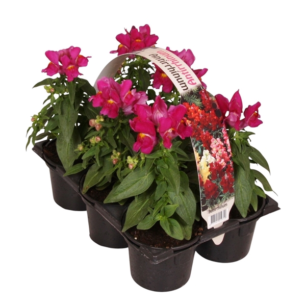 <h4>Antirrhinum majus paars 6p</h4>