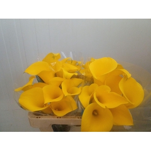 Calla Golden Nugget