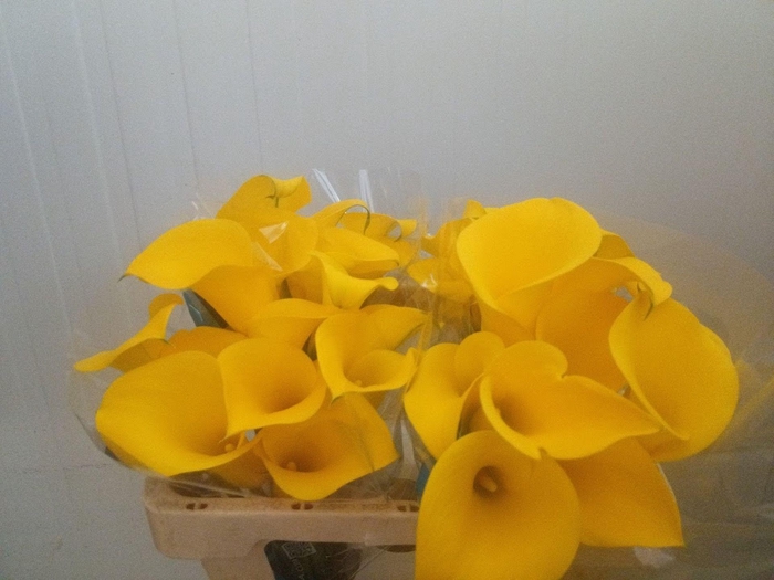 <h4>Calla Golden Nugget</h4>