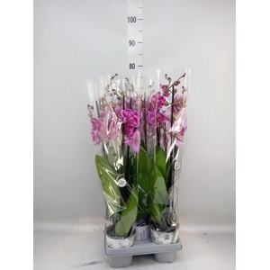 Phalaenopsis   ...mix