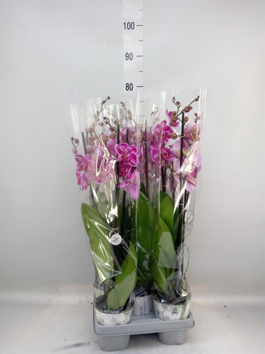 <h4>Phalaenopsis   ...mix</h4>