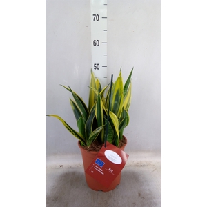Sansevieria trifa.   ...