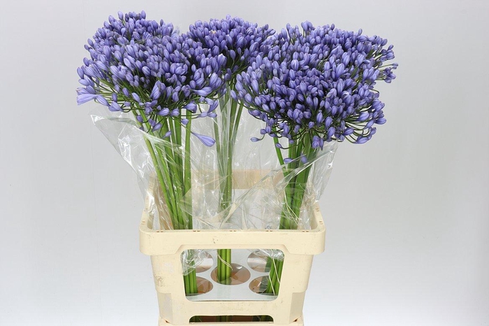 <h4>Agap Buddy Blue</h4>