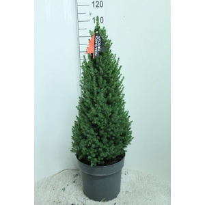 Picea glauca 'Conica'