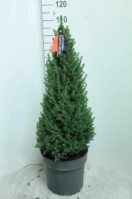 <h4>Picea glauca 'Perfecta'</h4>