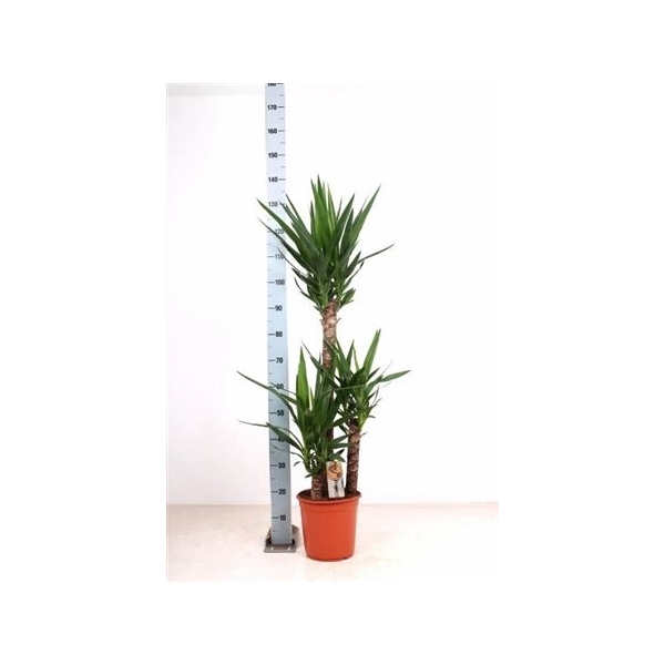 <h4>Yucca 90-45-20 Cm</h4>