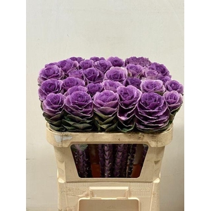 BRASS EMPIRE OLGA DEJA MIS