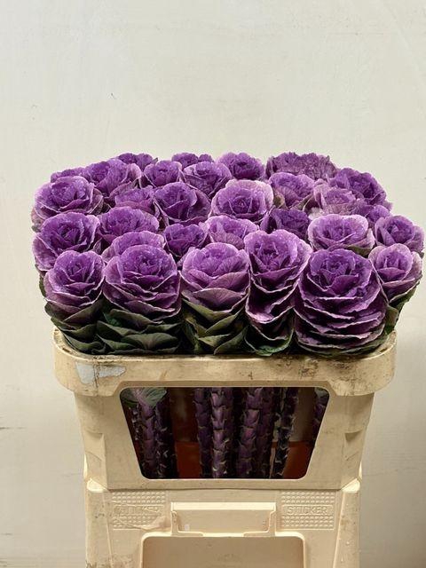 <h4>BRASS EMPIRE OLGA DEJA MIS</h4>