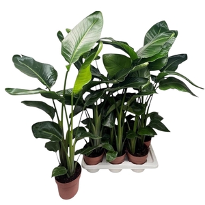 STRELITZIA NICOLAI