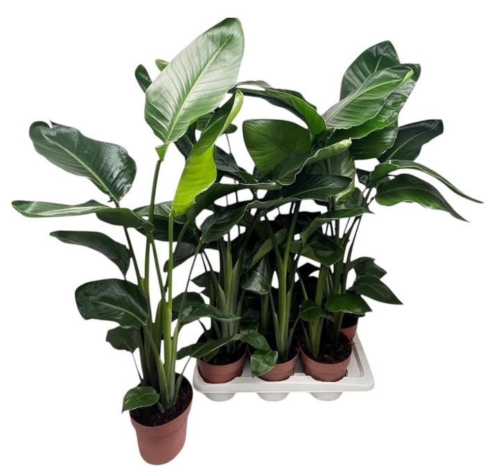 <h4>STRELITZIA NICOLAI</h4>