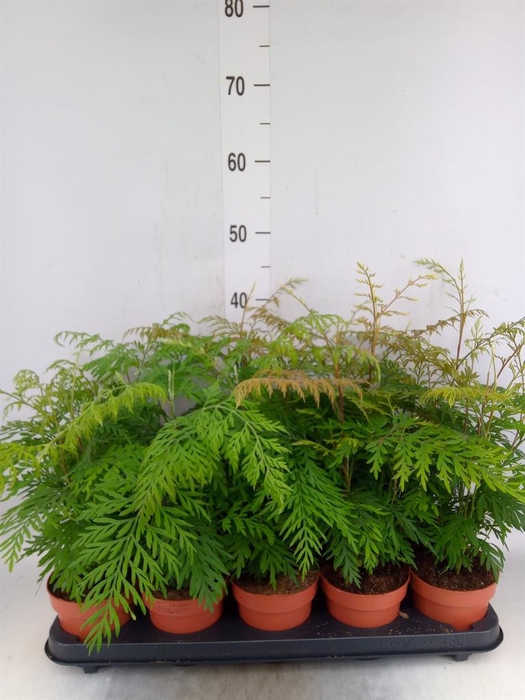 <h4>Grevillea robusta</h4>