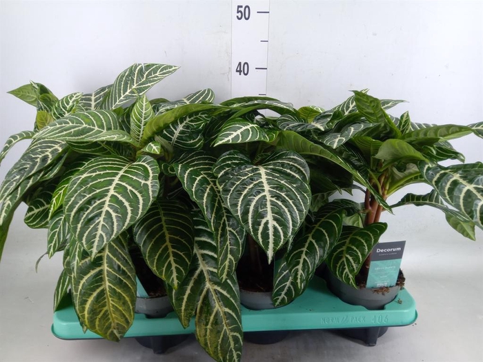 <h4>Aphelandra squar.</h4>