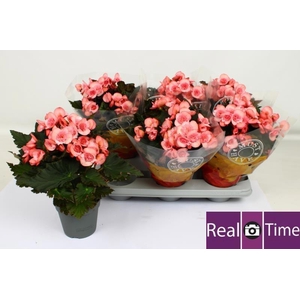 BEG DU MO 2 JOY PINK