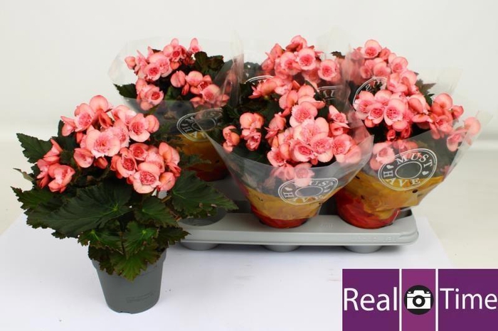 <h4>BEG DU MO 2 JOY PINK</h4>